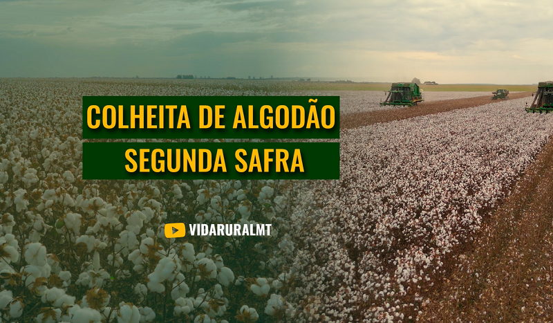 A COLHEITA AVANÇA NO PRINCIPAL PRODUTOR DA PLUMA